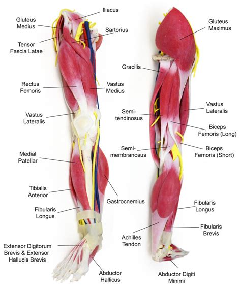 Legs Labeled Syndaver