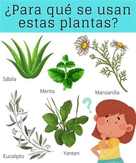 USO DE LAS PLANTAS Dibujos De Plantas Medicinales Plantas