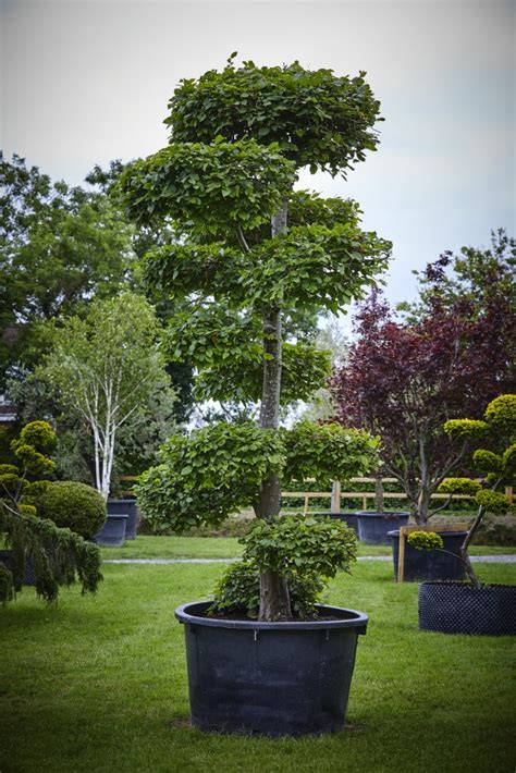 Carpinus Betulus Bonsai Form Caragh Nurseries