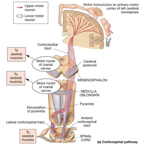 Wikipedia Pyramidal Tract Corticospinal Tract Cerebral Cortex