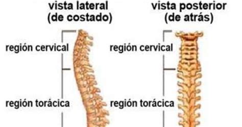 La Anatom A De Tu Espina Dorsal Alto Al Dolor De Espalda