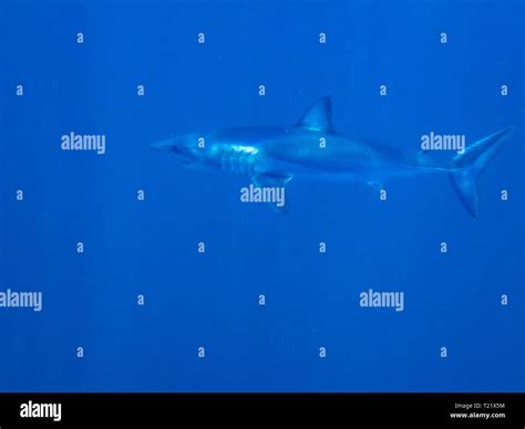 Mako Shark (Isurus oxyrinchus Stock Photo - Alamy