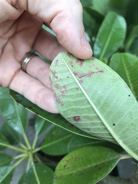 Is This A Fungus Plumeria Newbie In The Plumeria Forum Garden Org