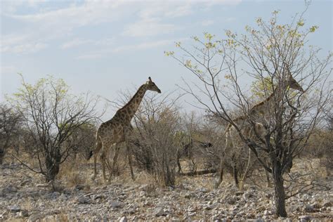 Banco de imagens região selvagem aventura animal animais selvagens