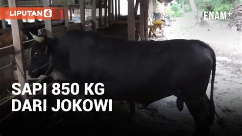 Jelang Idul Adha Jokowi Beli Sapi Limosin Kg Liputan Youtube