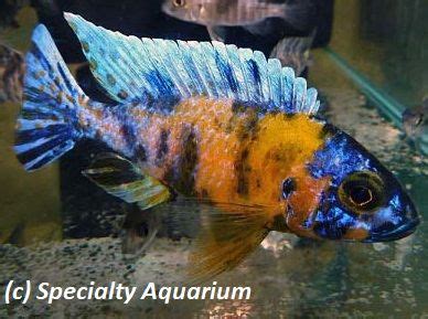 Male Rare Marbled Maulana Bi Colour Peacock Cichlid Cm African Lake