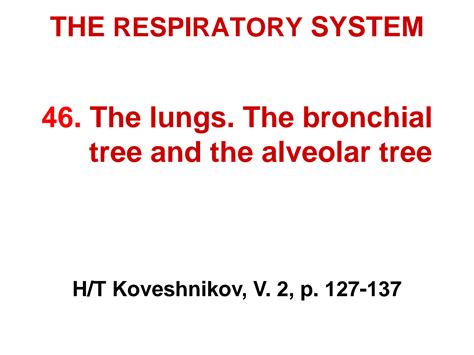 Solution The Lungs The Bronchial Tree And The Alveolar Tree