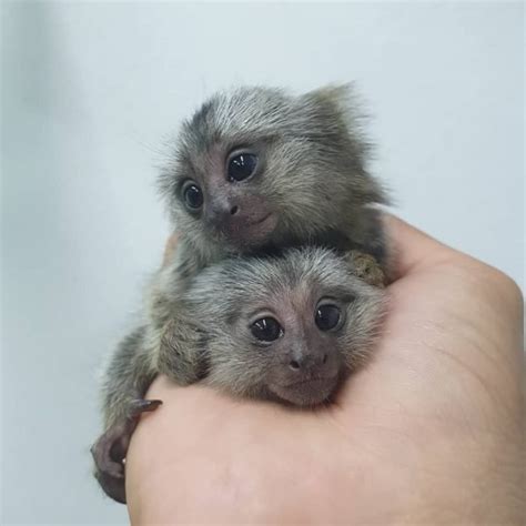 Marmoset Monkeys For Sale Florida Reptiles Buy Captive Bred Babies