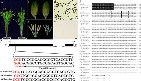 Phenotypic Observation And Sequence Analysis Of Crisprcas9 Mediated