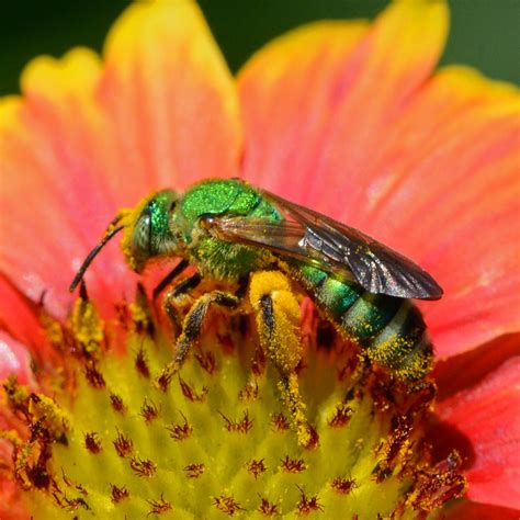 Sweat Bees Or Spring Is Happening Benweb 32