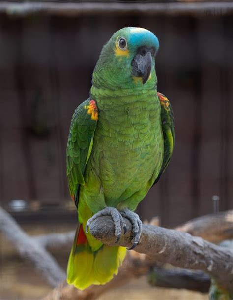 Macaw Names: 420 Ultimate List to Choosing a Name for Your Pet Macaw