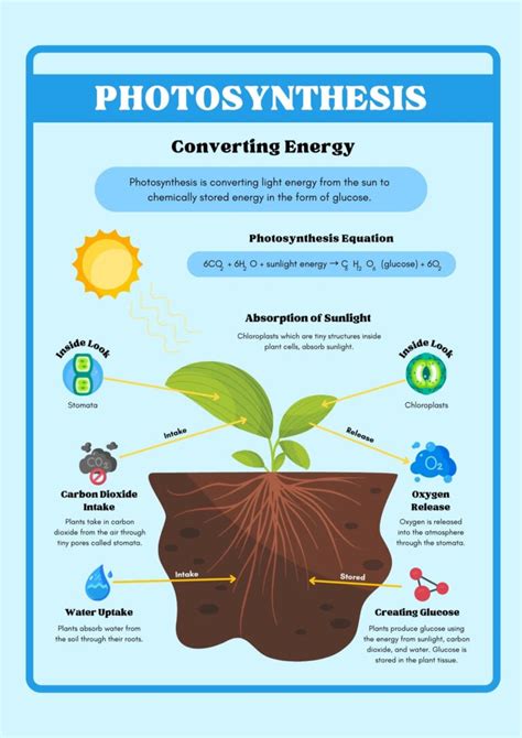 Light Reaction and Dark Reaction of Photosynthesis