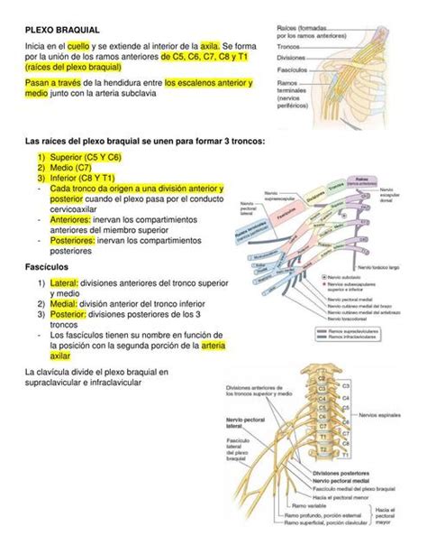 Res Menes De Plexo Braquial Descarga Apuntes De Plexo Braquial