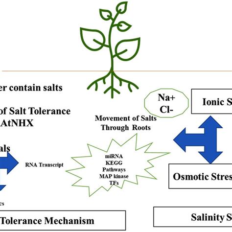 Salt Stress Affects The Adaptation Mechanism Of Plant Salinity