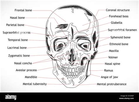 Human Skull Structure Stock Photo Alamy