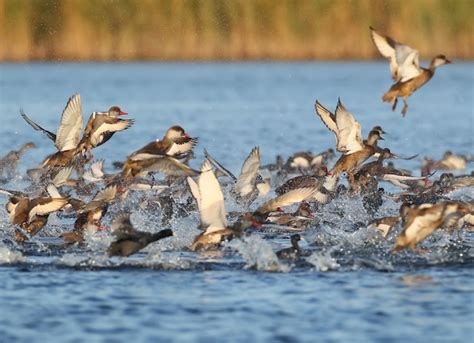 Premium Photo Large Flock Of Red Crested Pochard Netta Rufina Take Off