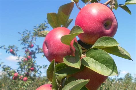 McIntosh Apples | Produce Geek