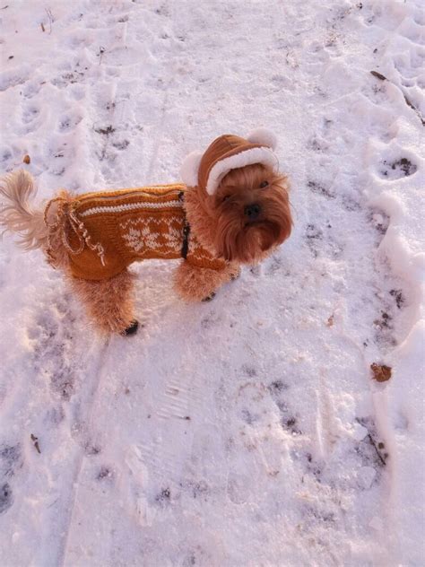 Одежда для собак YORIKI ТМ | ВКонтакте