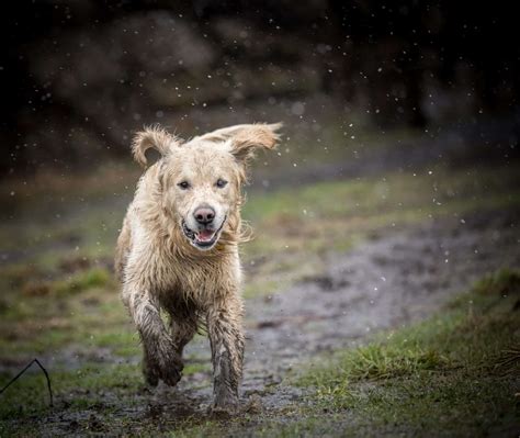 Leptospirosis in dogs: Best protection is vaccine for dogs