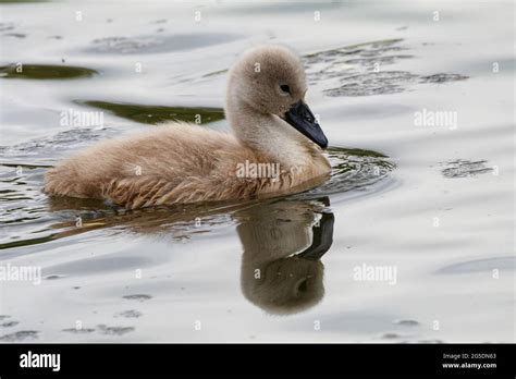 Backwell lake nature reserve Stock Photo - Alamy