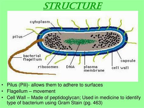 Ppt Prokaryotic Cell Powerpoint Presentation Free Download Id 5765091