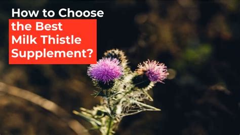 How To Choose The Best Milk Thistle Supplement For Liver Health Youtube