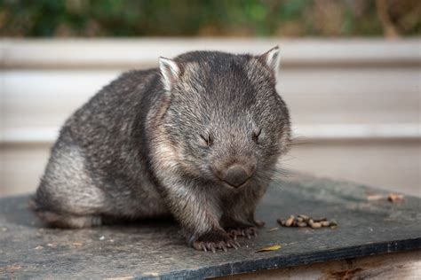 30+ Free Wombat & Nature Photos - Pixabay