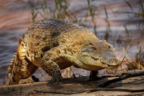 American Crocodile Vs Nile Crocodile What Are The Differences A Z