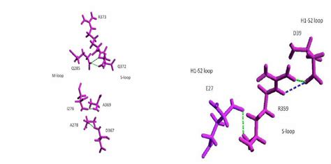 Hydrogen bonding pattern in the S loop of α and β tubulin a S loop