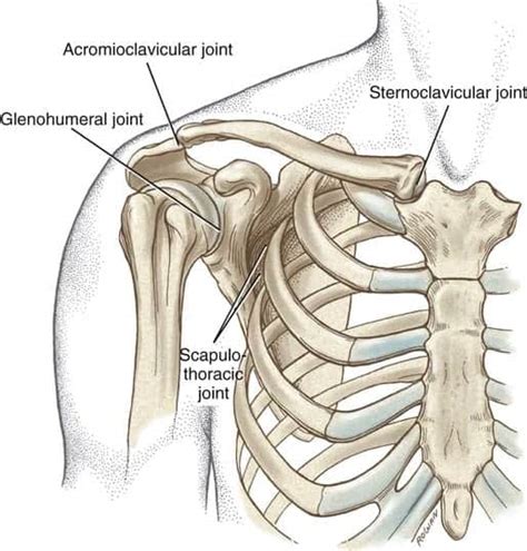 Basics Of Anatomy Shoulder Joint Complex Moushu S Pilates