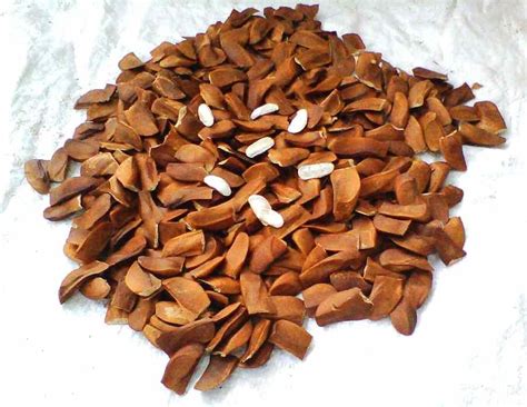 Swietenia macrophylla Seeds, Packaging Type: Packet, Packaging Size ...