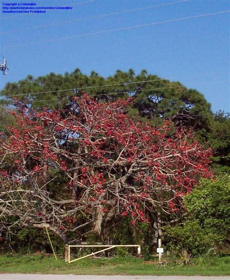 Plantfiles Pictures Silk Cotton Tree Kapok Tree Red Silk Cotton Tree