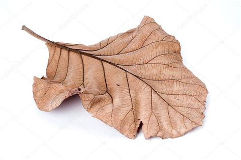 Dry Leaves Images