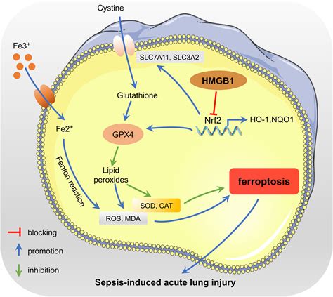 Hmgb1 Inhibition Blocks Ferroptosis And Oxidative Stress To Ameliorate