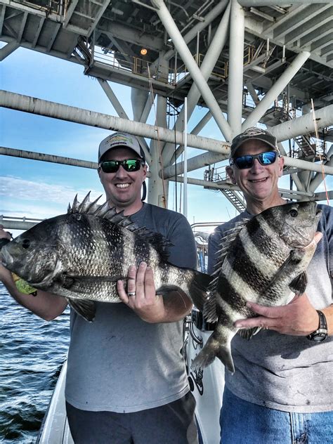 Sheepshead Fishingalabama Gulf Coastmobile Baydauphin Island