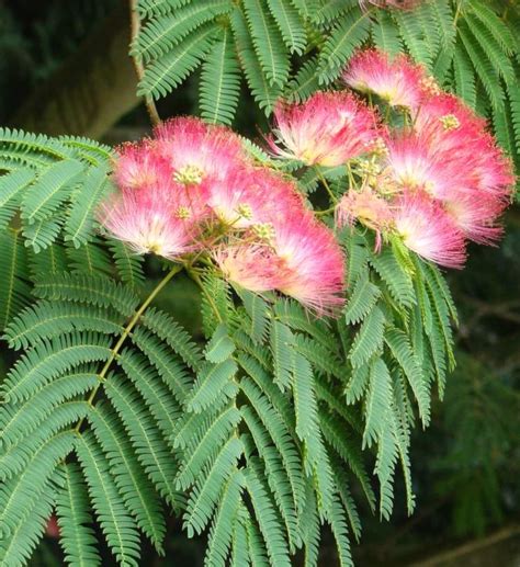 Albizia julibrissin | Russell Nursery