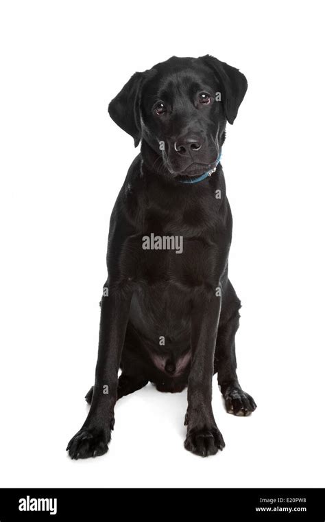 Perro Labrador Retriever Hi Res Stock Photography And Images Alamy