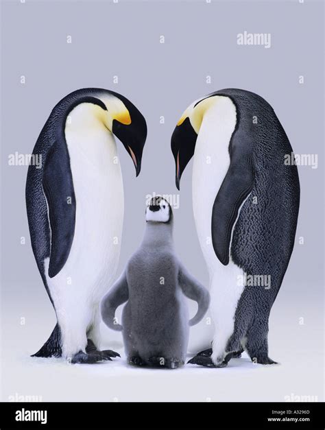 Emperor penguins Antarctica Stock Photo - Alamy