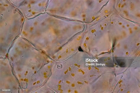 Chromoplast Showing In Plant Cells Under The Microscope For Classroom