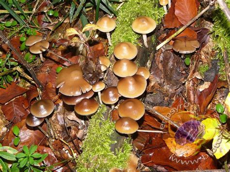 Psilocybe Junglekeyfr Image 50