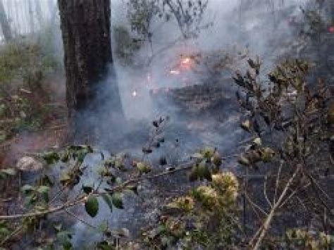 Hect Reas Afectadas Por Incendio Forestal En Coyomeapan