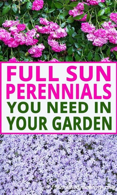 16 Full Sun Perennials Low Maintenance Plants That Thrive In Sun Artofit