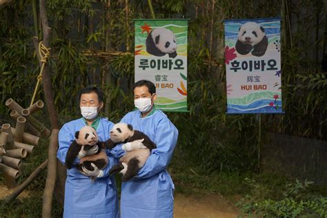 韩国出生大熊猫双胞胎 取名“睿宝”“辉宝” 马来西亚诗华日报新闻网