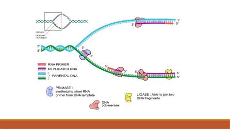 Prokaryotic Replication Presentation