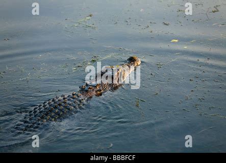 Gelbe Wasser Feuchtgebiete Salzwasser Krokodil Crocodylus Porosus