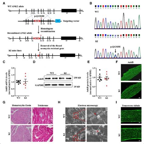 Ki Cardiomyocytes Display Stress Induced Delayed Afterdepolarizations