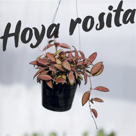 Hoya rosita (H.wayetii x H.tsangii) 호야 로지타 : 포에트리 가든