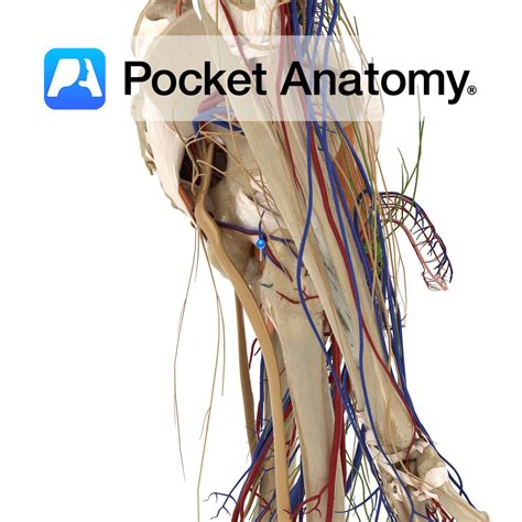 Obturator externus - Pocket Anatomy