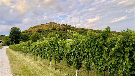 I Colli Euganei Sono Ora Riserva Mondiale Della Biosfera Unesco La