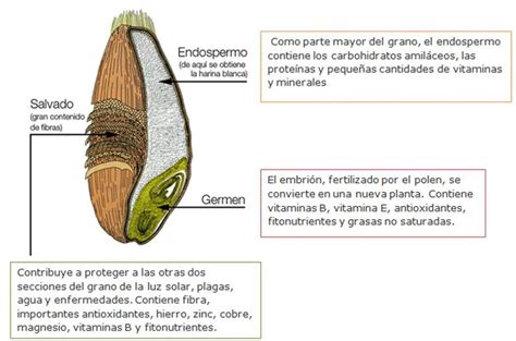 La Parte Exterior Del Grano De Trigo Kazoku Restaurante